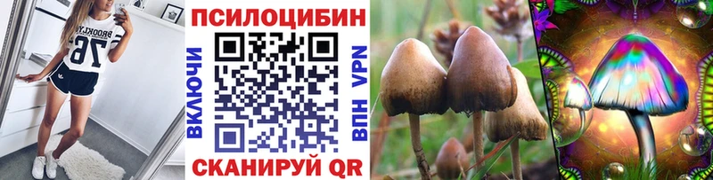 цены   Мариинский Посад  Псилоцибиновые грибы GOLDEN TEACHER 